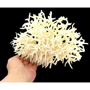 Vintage Birds Nest Coral Specimen Rare Find! Large ~ 7" H x 9" W